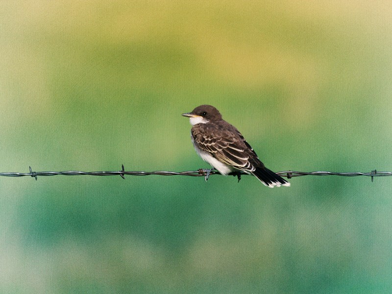 Scenic Montana - Jess Williams - Eastern Kingbird
