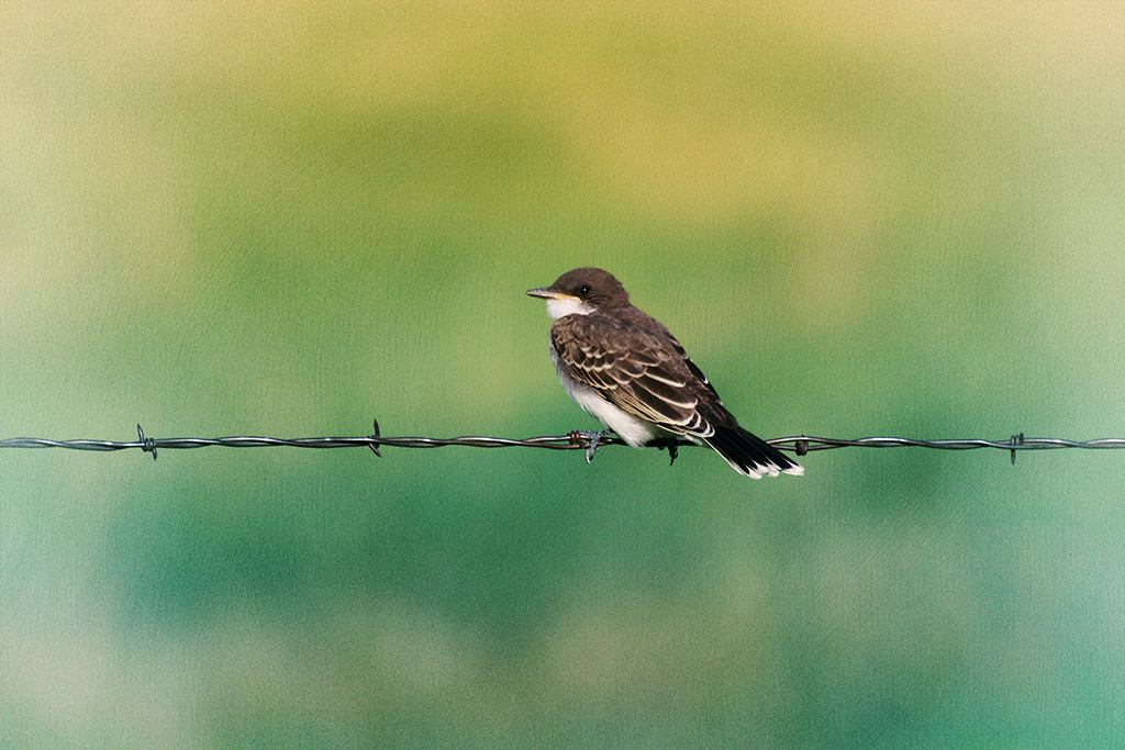 Scenic Montana - Jess Williams - Eastern Kingbird