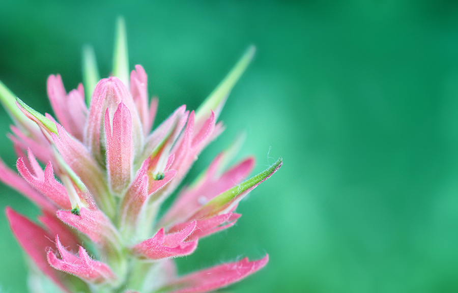 Scenic Montana - Jess Williams - Indian Paintbrush