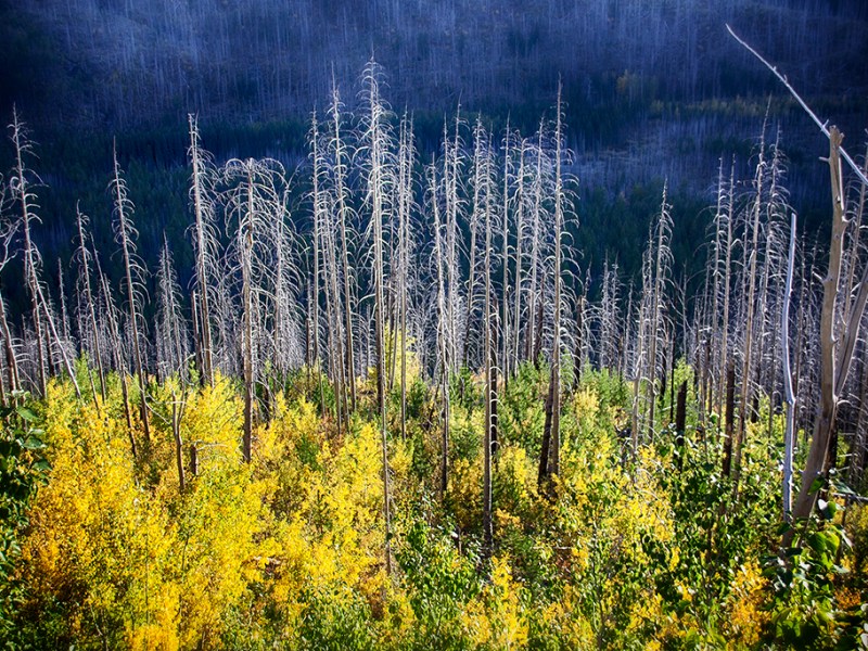 Scenic Montana Photography - Jess Williams - Autumn Color Overtakes Trapper's Devastation