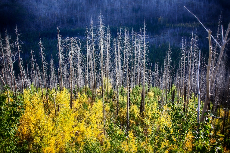 Scenic Montana Photography - Jess Williams - Autumn Color Overtakes Trapper's Devastation
