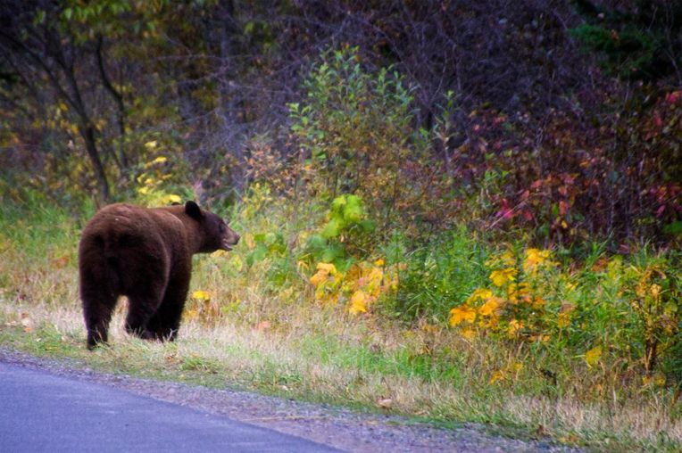Scenic Montana - glacier park bear