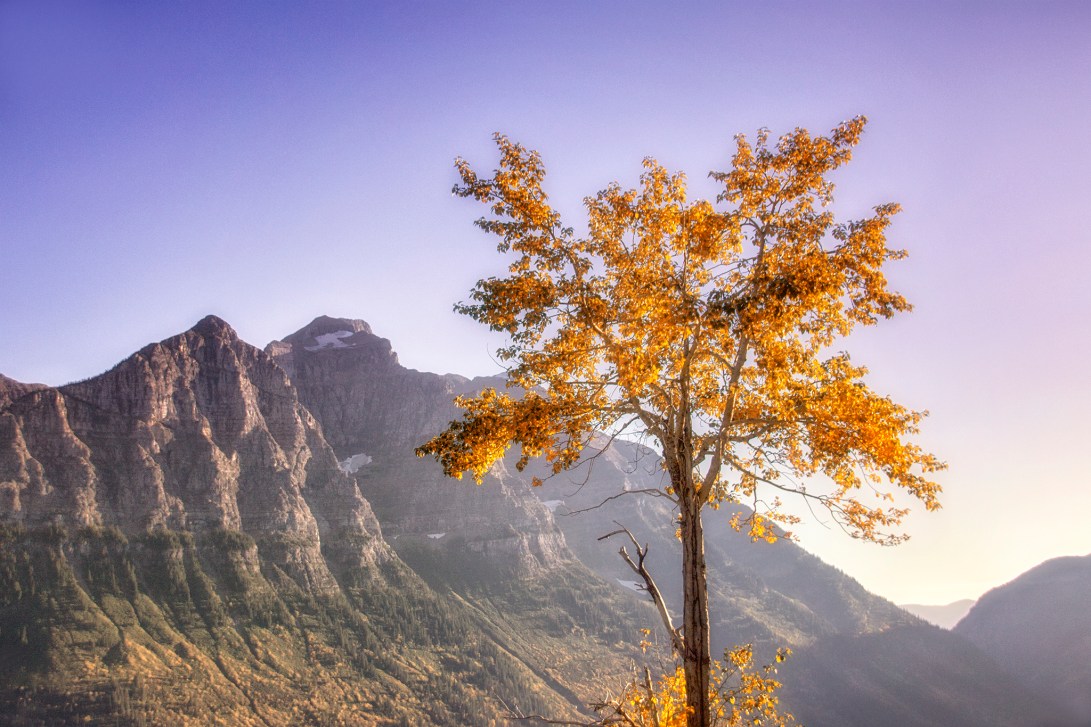 Scenic Montana - Jess Williams - Early Autumn On The Mountainside